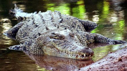 Ein Salzwasserkrokodil, aufgenommen in Darwin. 