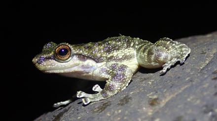 Odontobatrachidae wurden erst 2014 als eigenständige Familie beschrieben, im 21. Jahrhundert ein sehr seltener Vorgang. Zuvor wurden die Frösche einer zentralafrikanischen Familie zugeordnet. (c) Marvin Schäfer