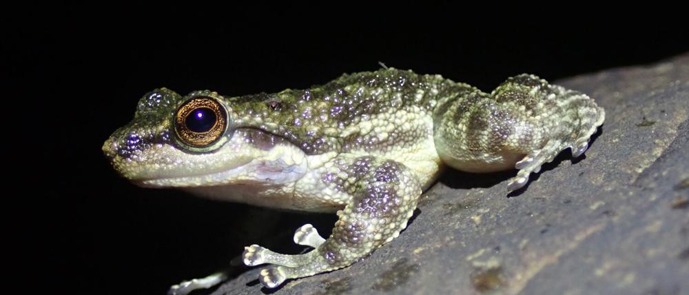 Odontobatrachidae wurden erst 2014 als eigenständige Familie beschrieben, im 21. Jahrhundert ein sehr seltener Vorgang. Zuvor wurden die Frösche einer zentralafrikanischen Familie zugeordnet. (c) Marvin Schäfer