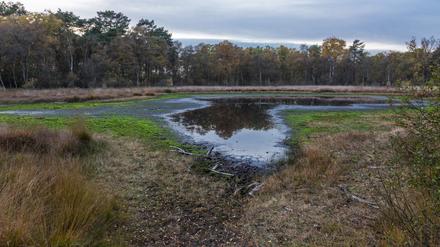 Das Hochmoor in Gescher im Herbst. 