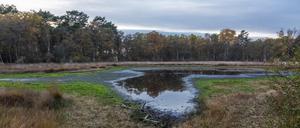 Das Hochmoor in Gescher im Herbst.