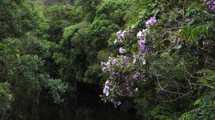 Der Atlantische Küstenregenwald in Brasilien ist artenreich und biologisch einzigartig, aber durch die Landnutzung in viele kleine Relikte zersplittert worden.