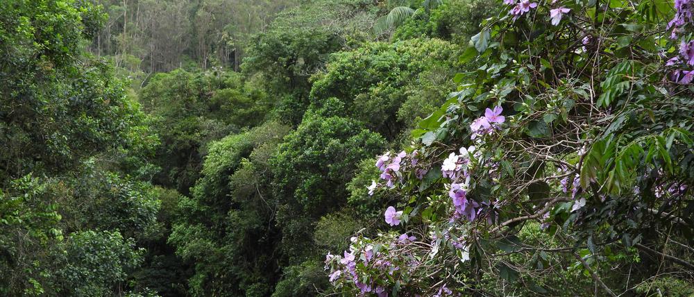 Der Atlantische Küstenregenwald in Brasilien ist artenreich und biologisch einzigartig, aber durch die Landnutzung in viele kleine Relikte zersplittert worden.