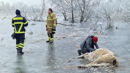 Eine Veterinärin notiert die Nummer einer Kuh, die in einem Überflutungsgebiet eingefroren ist. Mehrere Kühe sind in Brandenburg an der Havel erfroren.