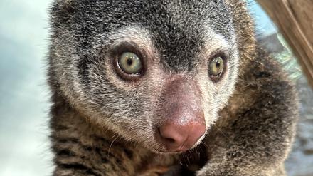 Mit der Geburt eines Bärenkuskus hat der Berliner Tierpark seltenen Nachwuchs bekommen.