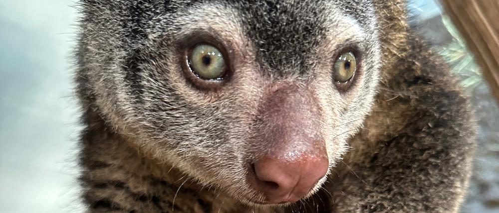 Mit der Geburt eines Bärenkuskus hat der Berliner Tierpark seltenen Nachwuchs bekommen.