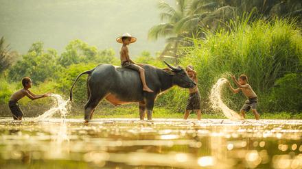 Laos: Dort sind Büffel viel wert.