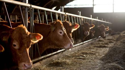 Kühe in einem Stall in Schleswig-Holstein.