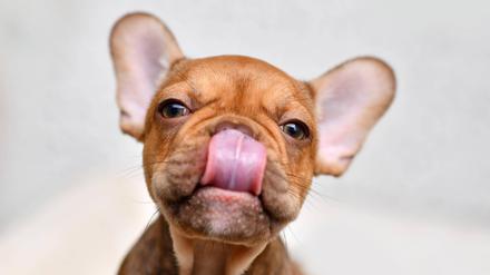 Die beliebtesten Hundenamen waren 2023 Balu und Luna.