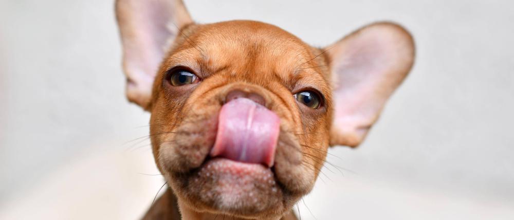 Die beliebtesten Hundenamen waren 2023 Balu und Luna.