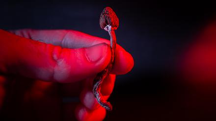 In einer US-Studie konnte eine Dosis der halluzinogenen Substanz Psilocybin die Symptome einer Depression für sechs Wochen lindern.  