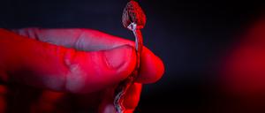 In einer US-Studie konnte eine Dosis der halluzinogenen Substanz Psilocybin die Symptome einer Depression für sechs Wochen lindern.  