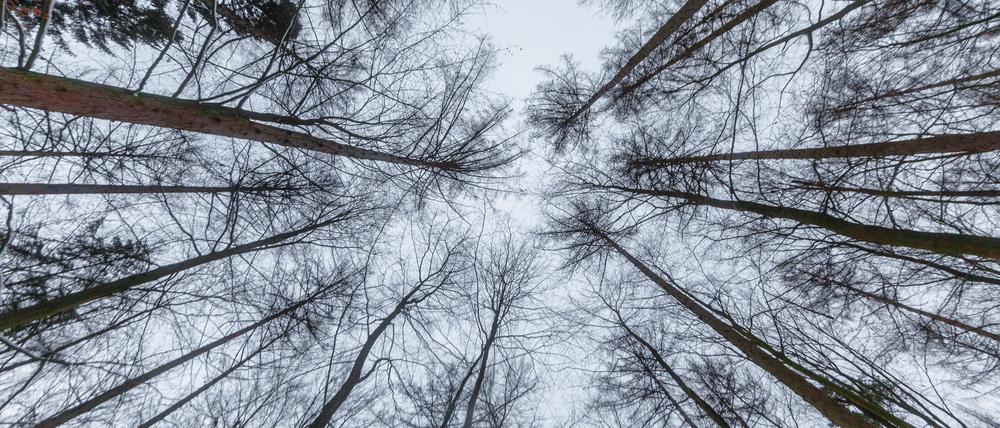Nationale politische Strategien haben einen großen – und sichtbaren – Einfluss darauf, den Waldbestand zu schützen.