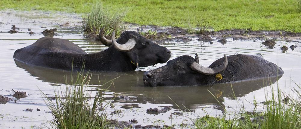 Wasserbüffel statt Ackerbau