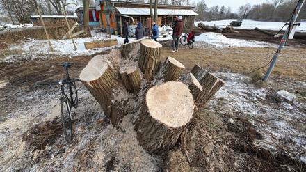 Eine Weide unweit des besetzten Hauses „La Datscha“ ist stark zurückgeschnitten worden. Der Baum war bruchgefährdet, erklärt die Schlösserstiftung.