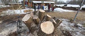 Eine Weide unweit des besetzten Hauses „La Datscha“ ist stark zurückgeschnitten worden. Der Baum war bruchgefährdet, erklärt die Schlösserstiftung.
