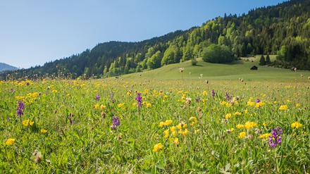 Mehr Platz für Natur – eine neue Studie errechnet, wie viel Fläche durch Fleischersatzprodukte frei würde.
