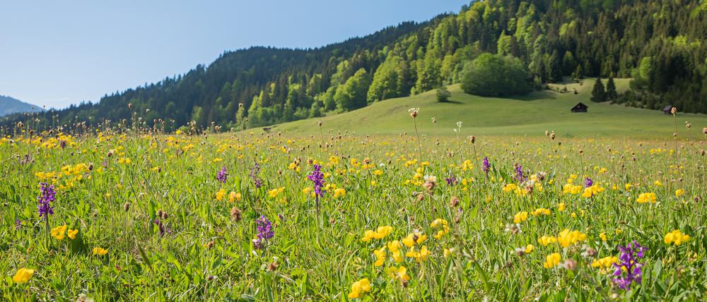 Mehr Platz für Natur – eine neue Studie errechnet, wie viel Fläche durch Fleischersatzprodukte frei würde.