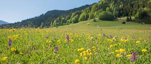 Mehr Platz für Natur – eine neue Studie errechnet, wie viel Fläche durch Fleischersatzprodukte frei würde.