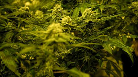 Cannabis soll in Deutschland in sogenannten Social Clubs bald legal angebaut werden dürfen. 
