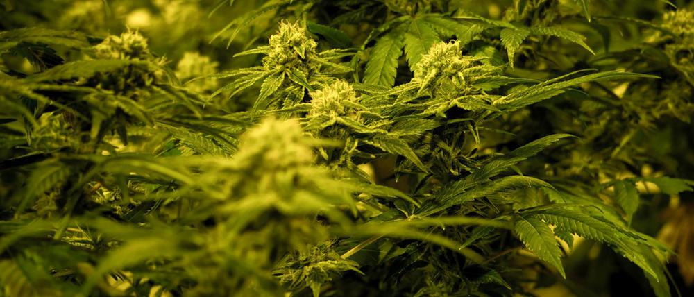 Cannabis soll in Deutschland in sogenannten Social Clubs bald legal angebaut werden dürfen.