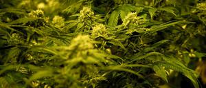 ARCHIV - 09.03.2023, Schweiz, Schönenberg an der Thur: Eine THC-haltige medizinische Cannabispflanze in einer Zuchtanlage des Schweizer Cannabisunternehmens TB Farming AG. Cannabis zu Hause oder gemeinschaftlich in speziellen Clubs anbauen oder ganz legal einen Joint rauchen - das soll mit dem Gesetz zur Cannabis-Legalisierung möglich werden. (zu dpa: «Cannabis Clubs stehen in den Startlöchern») Foto: David Pichler/dpa +++ dpa-Bildfunk +++