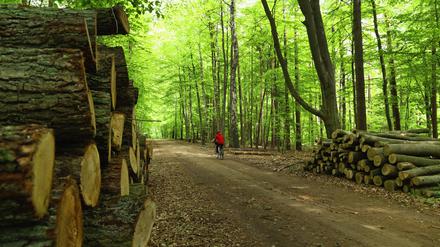 Holz kann Kohlenstoff speichern, vielleicht eine Option, zur Speicherung von Treibhausgasemissionen.