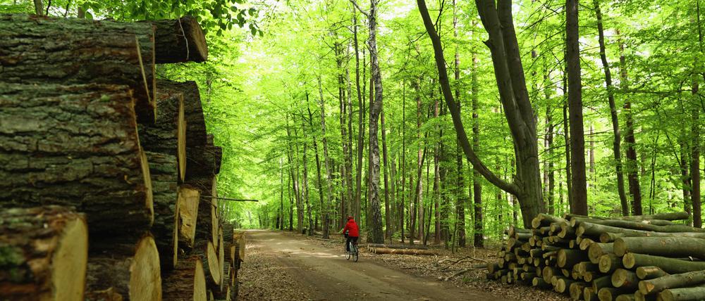 Holz kann Kohlenstoff speichern, vielleicht eine Option, zur Speicherung von Treibhausgasemissionen.
