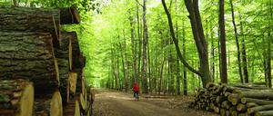 Holz kann Kohlenstoff speichern, vielleicht eine Option, zur Speicherung von Treibhausgasemissionen.