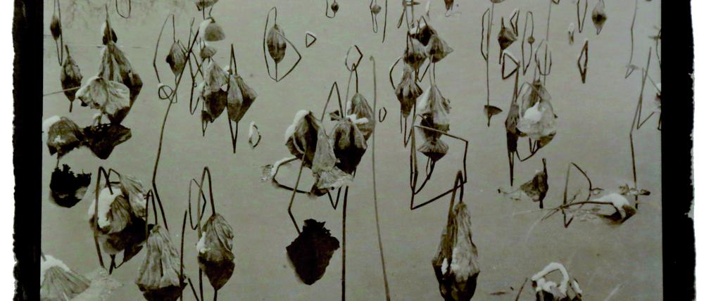 Koichiro Kuritas Platin Palladium Print „Fall“, das 1991 in Mystic (Connecticut) entstanden ist.
