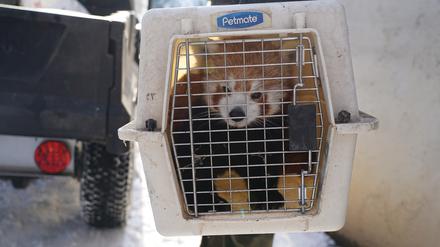 Panda Barney sitzt in einer Transportbox. Wie die Feuerwehr am Freitag mitteilte, nutzte das neunjährige Tier vermutlich den durch den Schneefall tief gebogenen Bambus und büxte aus seinem Gehege aus. 