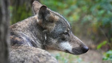 ARCHIV - 01.08.2022, Brandenburg, Schorfheide/Ot Groß Schönebeck: Ein Europäischer Wolf (Canis lupus lupus) sitzt im Wildpark Schorfheide im Wald. (zu dpa: «Vier Wölfe bei Verkehrsunfällen in diesem Jahr gestorben») Foto: Soeren Stache/dpa +++ dpa-Bildfunk +++