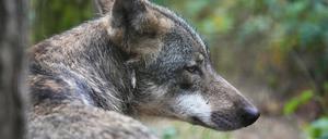 ARCHIV - 01.08.2022, Brandenburg, Schorfheide/Ot Groß Schönebeck: Ein Europäischer Wolf (Canis lupus lupus) sitzt im Wildpark Schorfheide im Wald. (zu dpa: «Vier Wölfe bei Verkehrsunfällen in diesem Jahr gestorben») Foto: Soeren Stache/dpa +++ dpa-Bildfunk +++