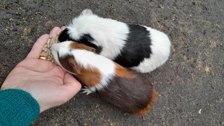 Besucher des Tierparks Luckenwalde dürfen Meerschweinchen und andere Tiere füttern.