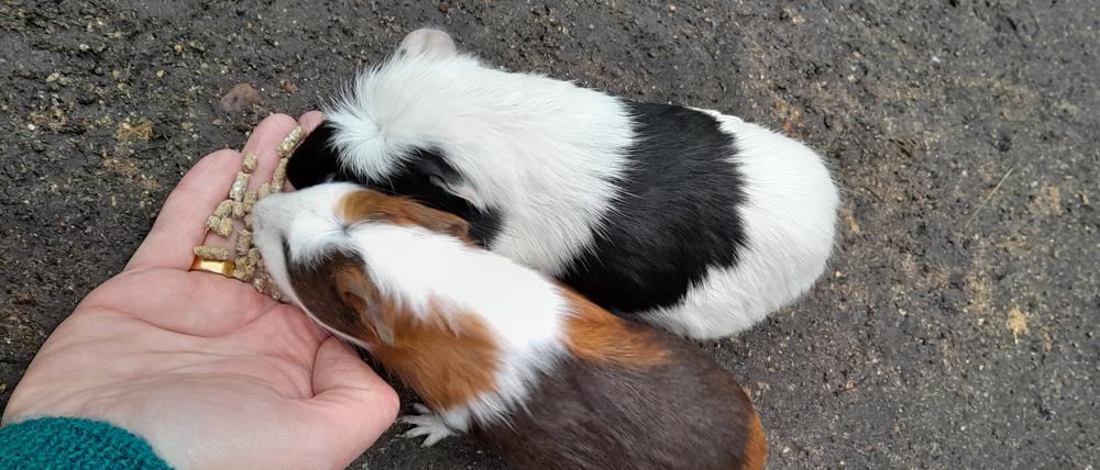 Besucher des Tierparks Luckenwalde dürfen Meerschweinchen und andere Tiere füttern.