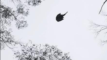 Fliegendes Weibchen mit Baby auf dem Rücken. Den Flausch und ihre Niedlichkeit haben die Greater Gliders mit den Koalas gemein.