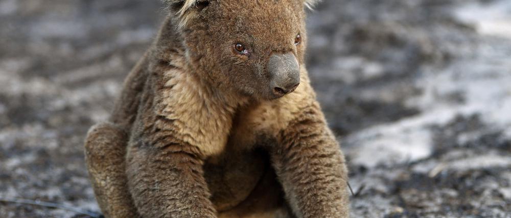 Ein verletzter Koala sitzt nach den Buschfeuern auf Kangaroo Island. Koalas leiden wegen der Zerstörung ihres Lebensraumes, immer neuen Buschbränden und Hitzewellen unter ständigem Stress. 