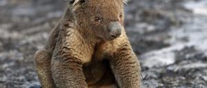 Ein verletzter Koala sitzt nach den Buschfeuern auf Kangaroo Island. Koalas leiden wegen der Zerstörung ihres Lebensraumes, immer neuen Buschbränden und Hitzewellen unter ständigem Stress.
