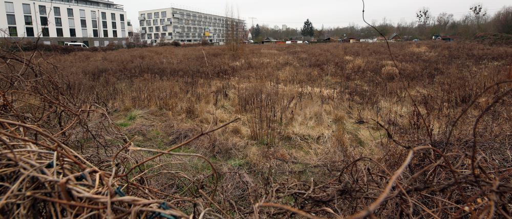Heute eine Brache: die frühere Kleingartenanlage „Angergrund“ in Babelsberg.