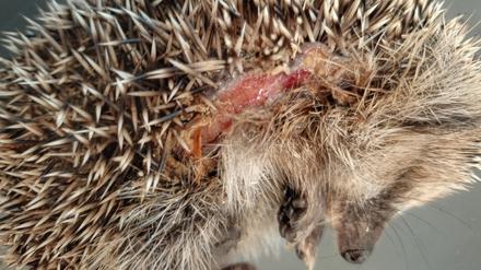 Igel mit Schnittverletzungen (Aufnahmedatum und Ort unbekannt). 