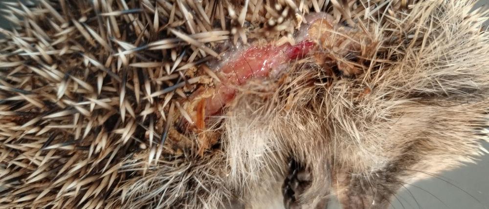 Igel mit Schnittverletzungen (Aufnahmedatum und Ort unbekannt).