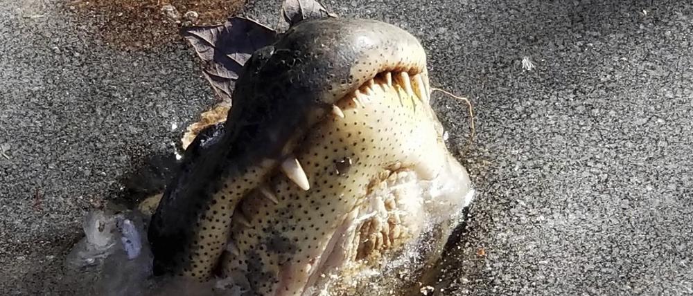 Shallotte River Swamp Park, USA, 11.01.2017, Archivbild: Alligator, der mit seiner Schnauze durch das Eis bricht.