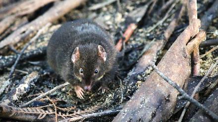 Ein männlicher Antechinus im australischen Cape Otway.