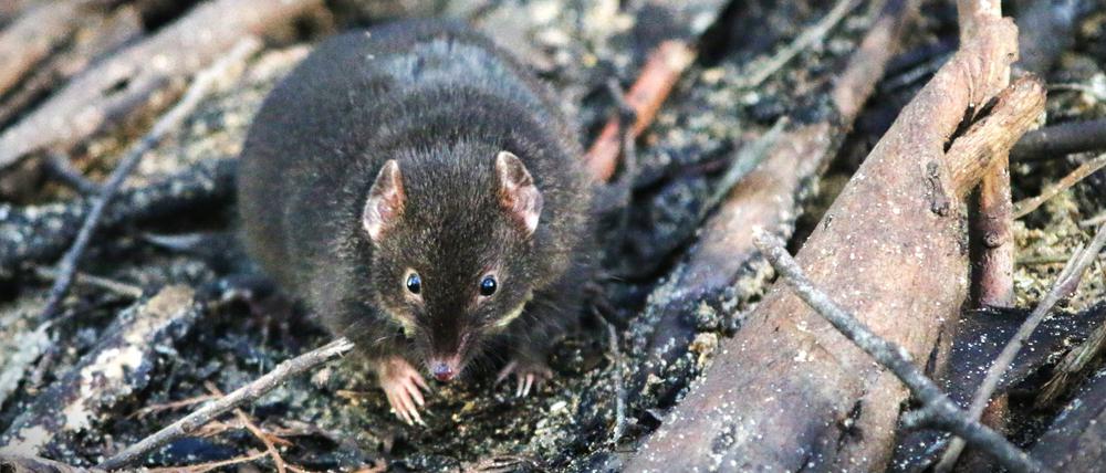 Ein männlicher Antechinus im australischen Cape Otway.