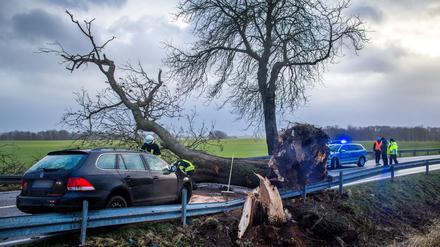 Symbolbild: Umgestürzter Baum in Mecklenburg-Vorpommern. 