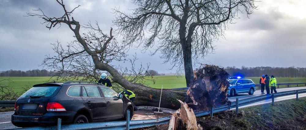 Symbolbild: Umgestürzter Baum in Mecklenburg-Vorpommern. 