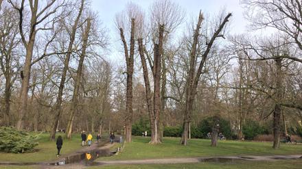 Gekürzte Kronen im Berliner Schlosspark Schönhausen 2023.