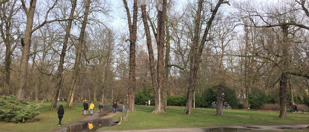 Gekürzte Kronen im Berliner Schlosspark Schönhausen 2023.