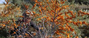 Sanddorn, Sanddornernte der Firma "Sanddorngarten Christine Berger Petzow" auf ihrer Plantage in Glindow. Insgesamt bewirtschaftet das Unternehmen 160 Hektar in der Umgebung von Werder Havel.