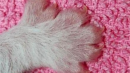 „Hemingway“-Katze: mit sechs Fingern an der Pfote. 